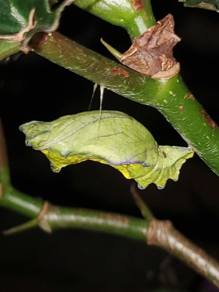 Chrysalis on begonia stem. The caterpillar was black with orange protrusions.