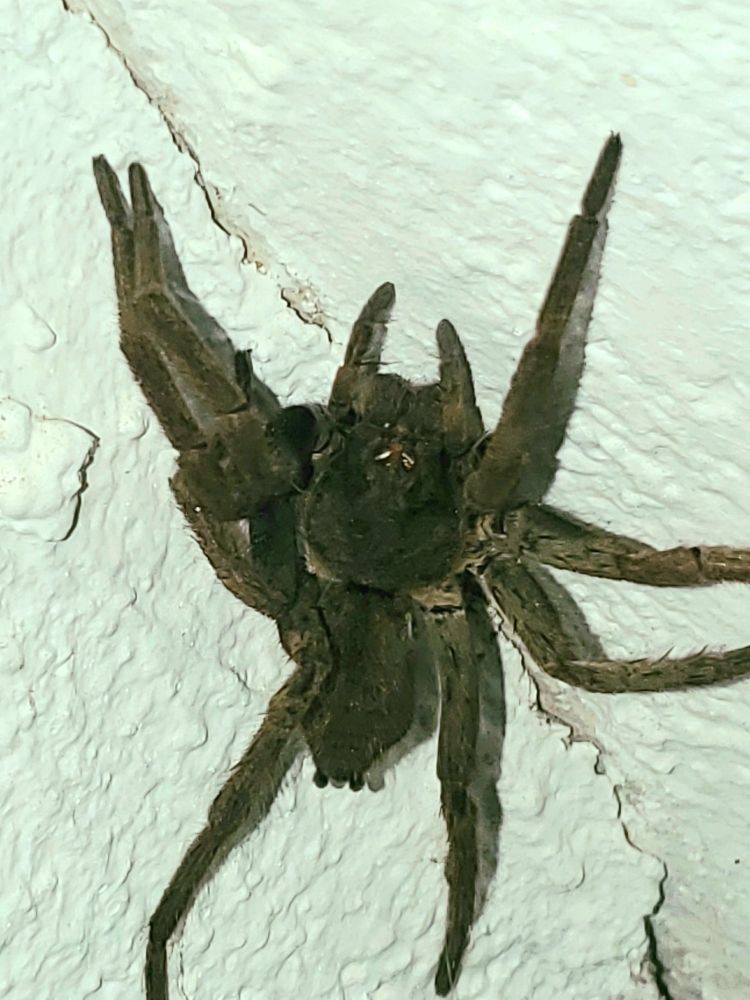 Young tarantula 