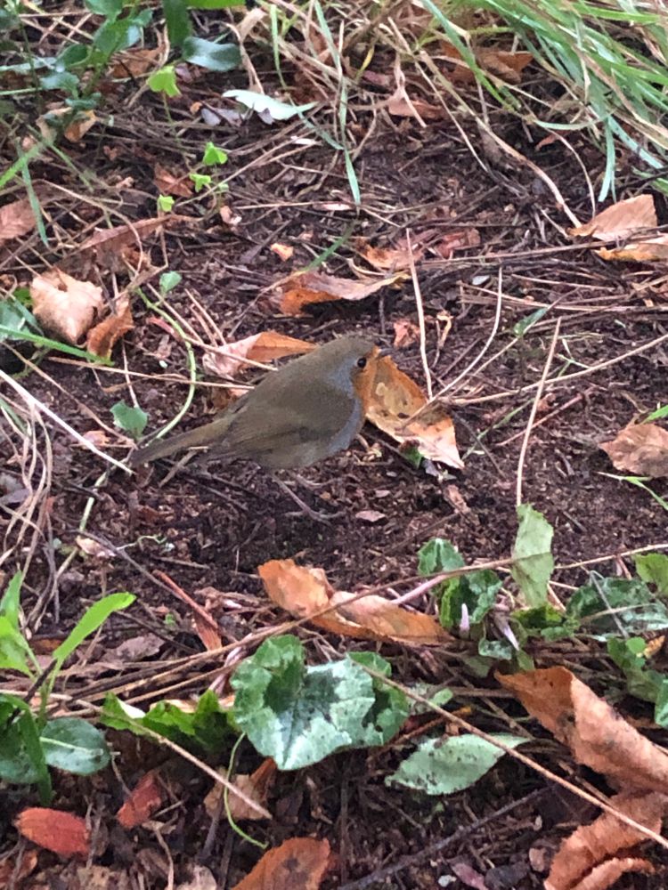 Robin rouge-gorge posé au sol dans un jardin