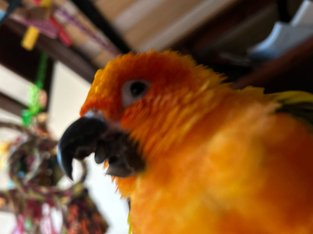 A small orange and green parrot yawns wide, as if she is tired from living a life of leisure. 