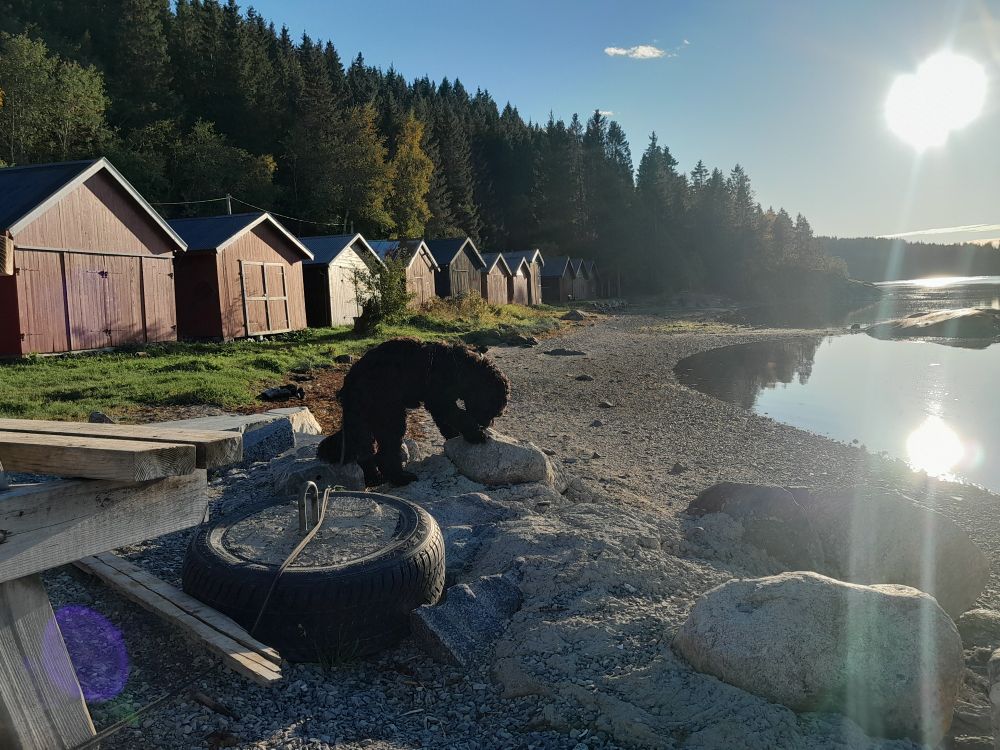 Hunden Ravn foran noen naust og en strand rundt 1,5km unna huset. Var der for første gang. Dobbel sol på bildet. 