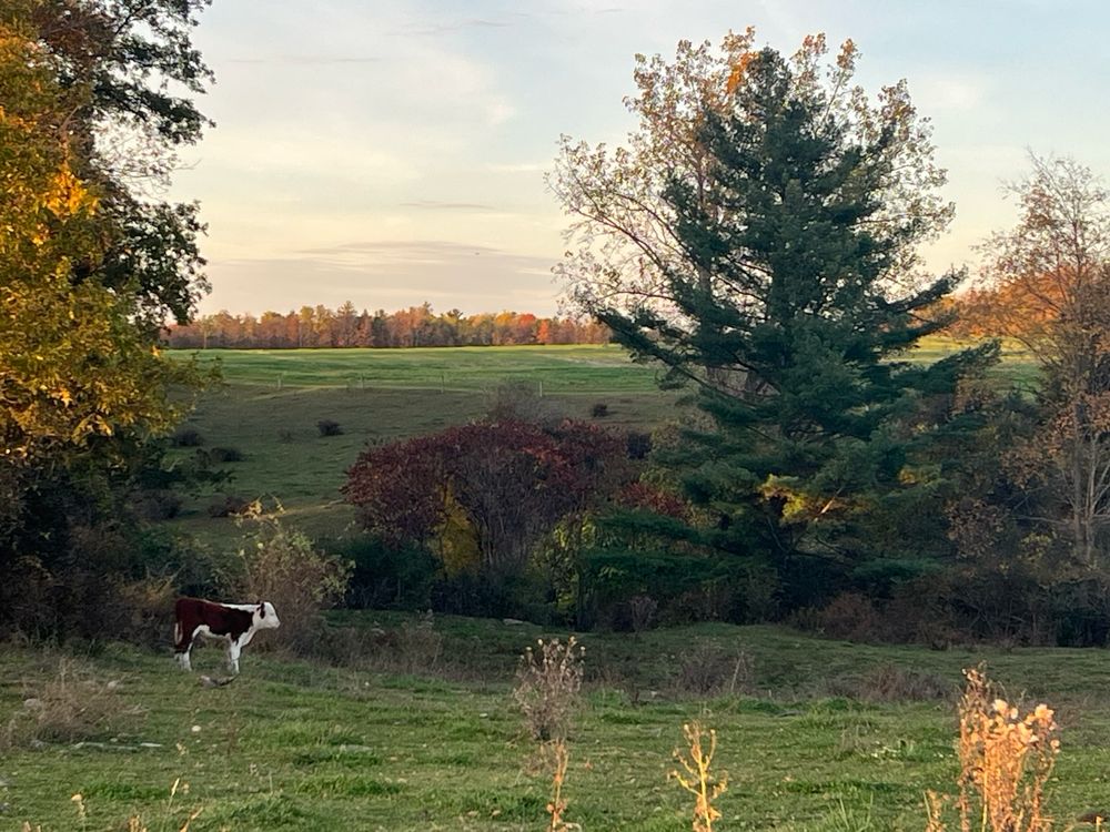 A solitary cow looks at the creek lined with trees against a green hill and sunset view
