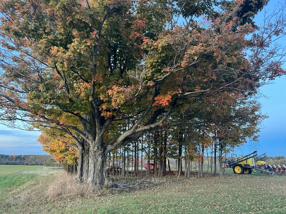 A copse of trees shelters farm equipment on a blue sunset sky