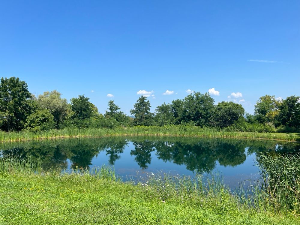 A blue pond lined with green grass and trees under a blue sky