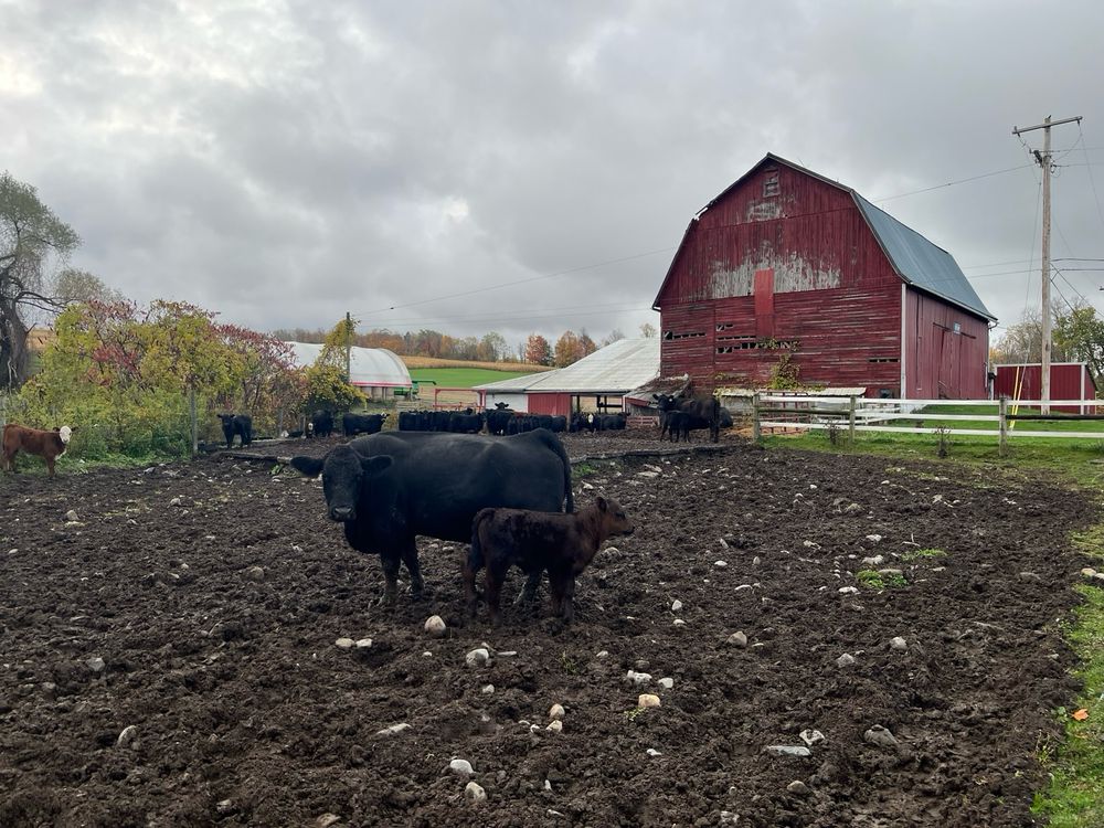Baby cows in a field with a red barn in the background 