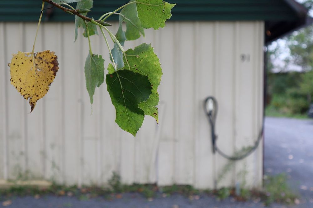 A carport with a car charging cable stands behind the yellow and green leaves of a birch tree. 