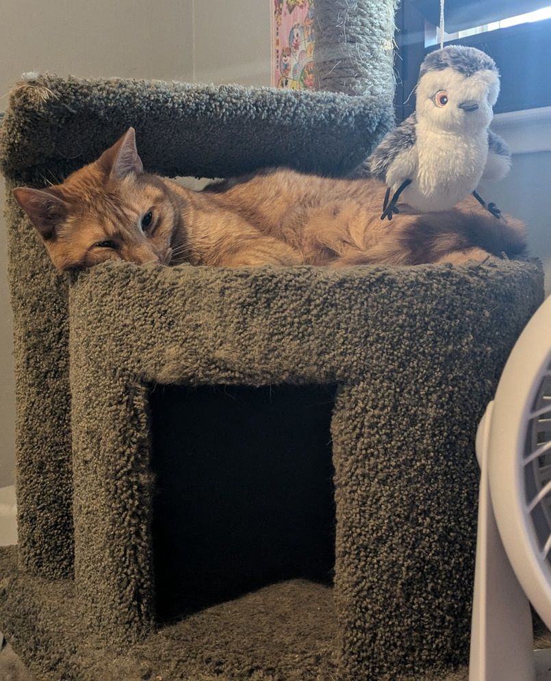 Waffles doing his Cute Cat Act.