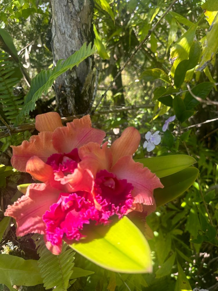 A beautiful Cattleya Orchid
