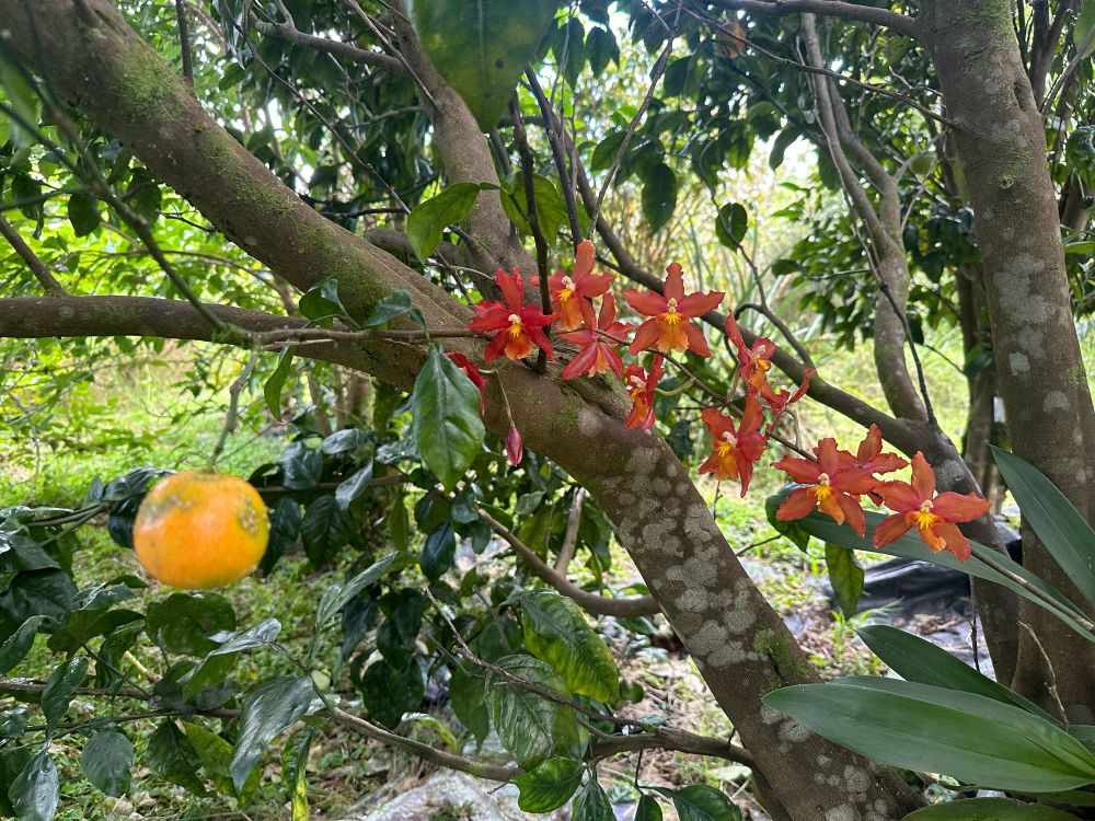 An orchid in a tangerine tree.