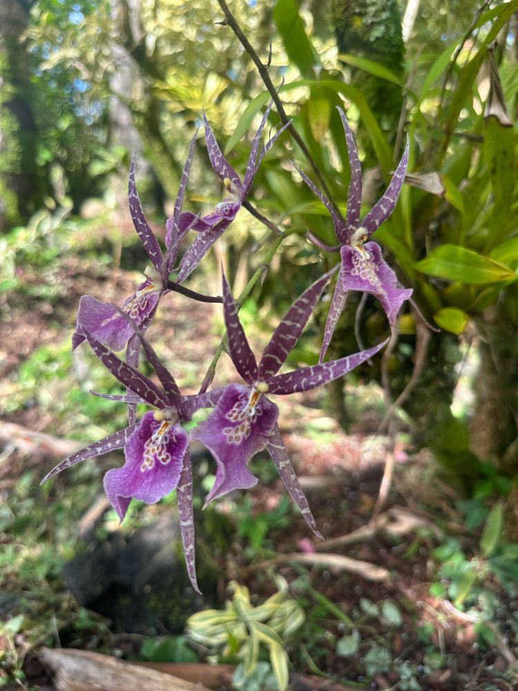 Orchid (Bratonia Charles M. Fitch)