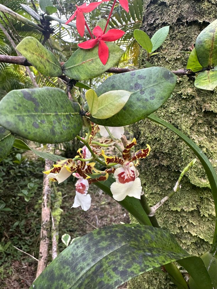 Another orchid.