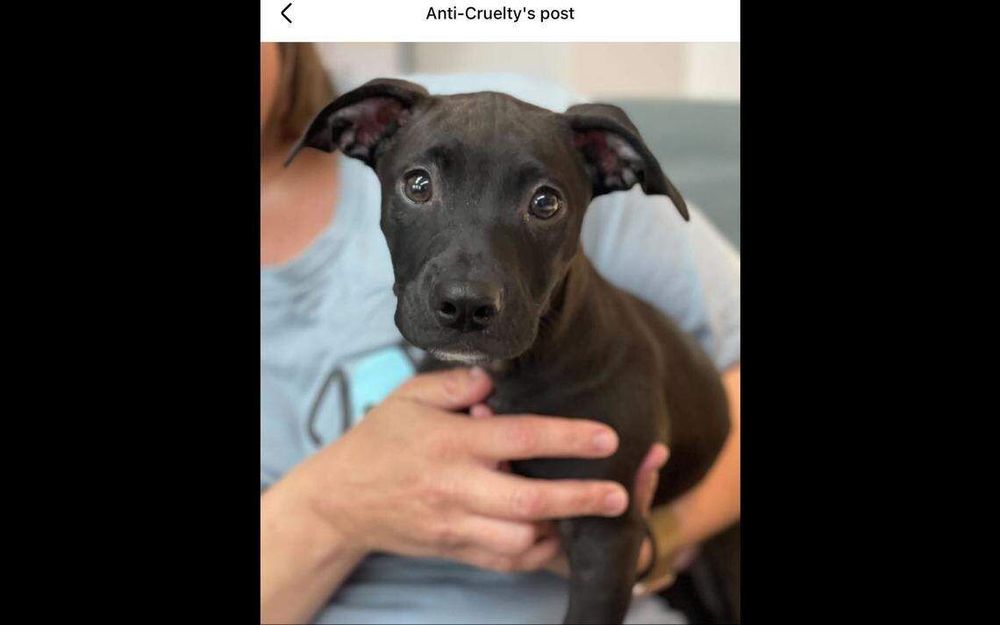 Shelter dog was stolen and returned in ‘whirlwind 24 hours.’ Then came good news