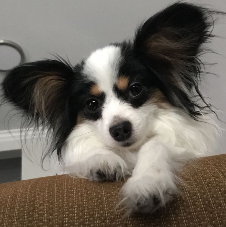 Black, white, and brown papillon dog