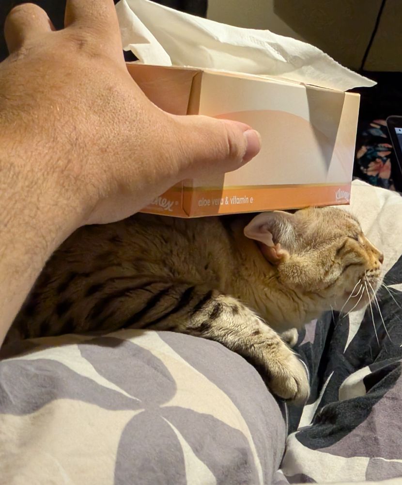 Cheese the Bengal with a tissue box on her head. In order to avoid the box touching her head she has stretched her neck all the way forward and is looking very pissed. 