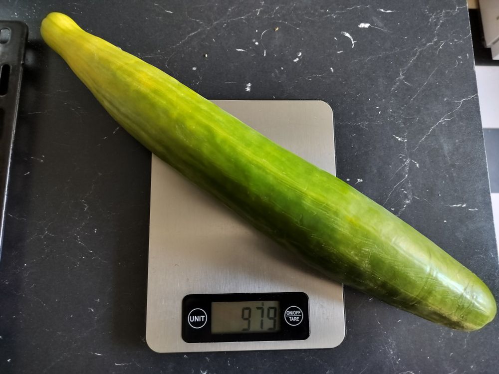An all-natural magnificent cucumber on a scale. The big green boi is just shy of 1 kilogram