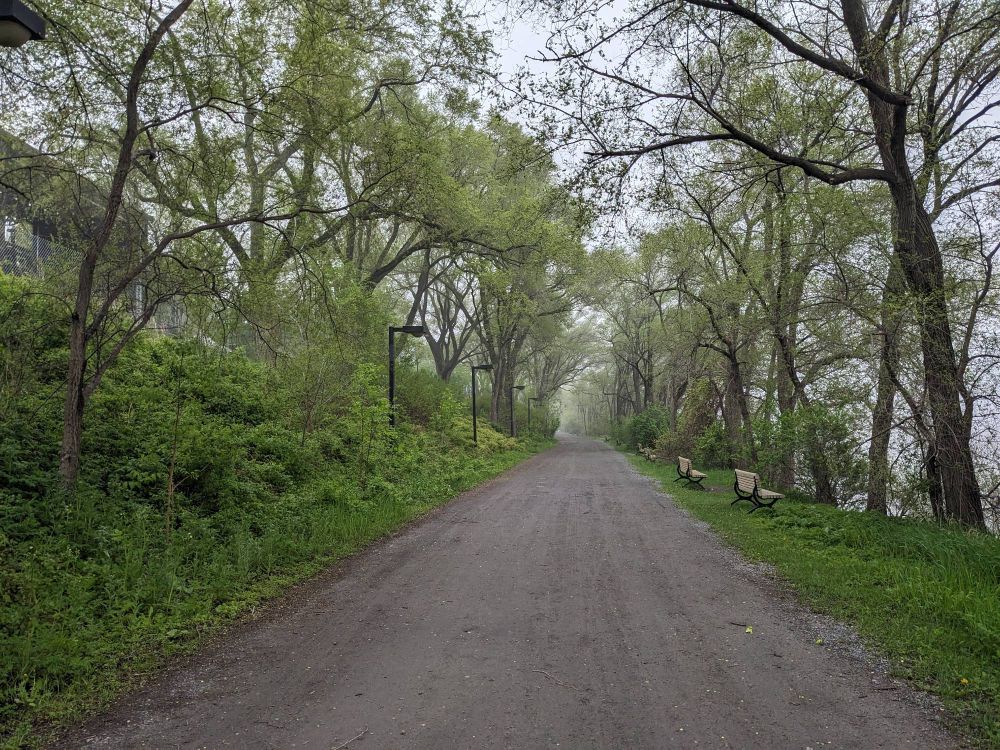 A wide gravel trail through the forest with benches on one side. 