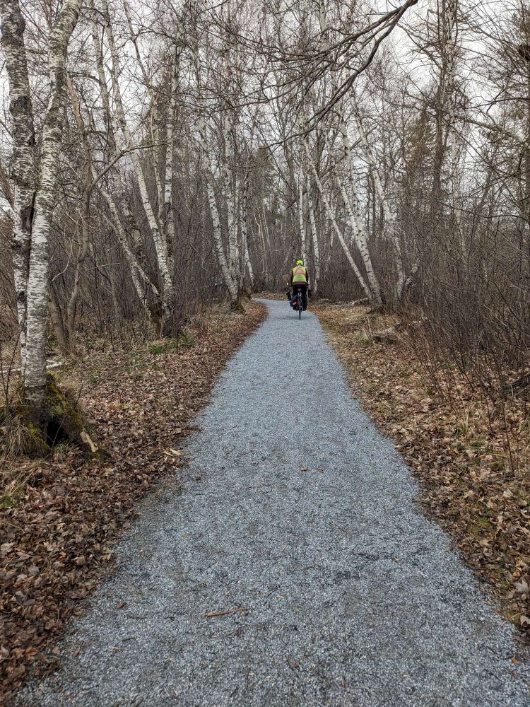 A gravel path in a Birch forest. A cyclist in a yellow vest is riding on the path. 