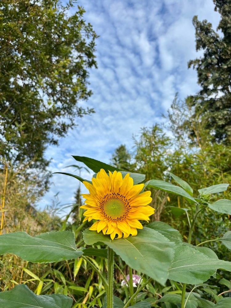 Sonnenblume vor Morgenhimmel. Bambus und Bäume im Hintergrund.