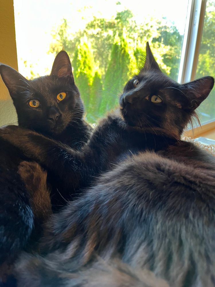 Two black kittens looking at the camera. I seem to have interrupted their nap. 