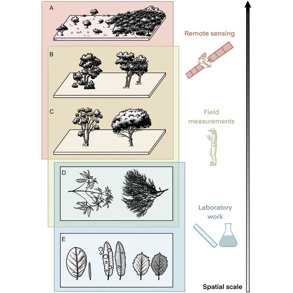  Illustration of methods used to assessed fuel characteristics (moisture, architecture, chemistry and mass) across a range of scales from individual plant organs or excised parts to communities and landscapes. Remote sensing, field measurements, and laboratory work are each suited to assessment of fuel characteristics at different but overlapping portions of this range, thereby creating opportunities to synthesize the “top-down” and “bottom-up” approaches to understanding flammability. Art drawn by by Jagoba Malumbres-Olarte.
