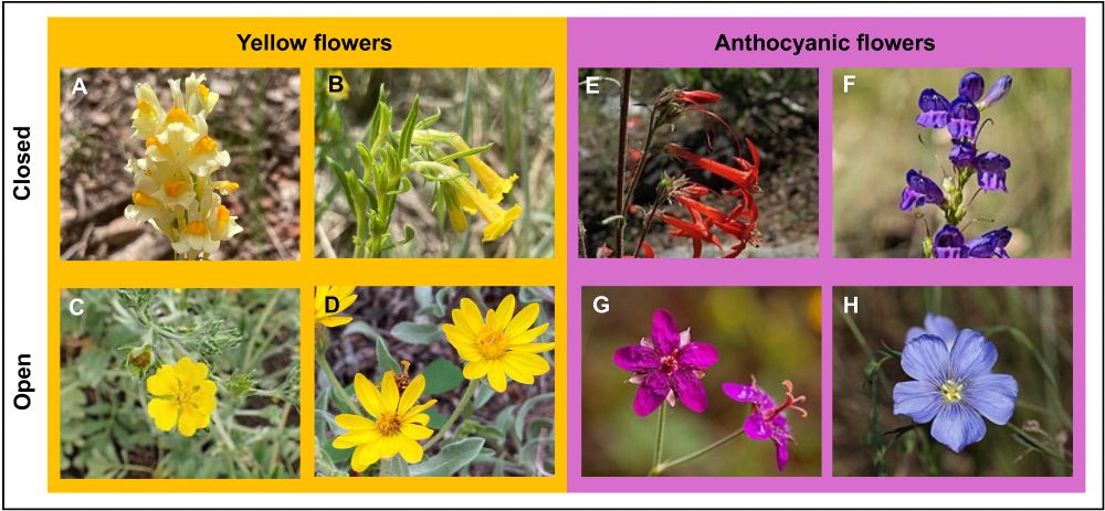 Flowers of species in a subalpine meadow in southwestern Colorado for which the authors associated floral traits with temperature of the floral microenvironment. 