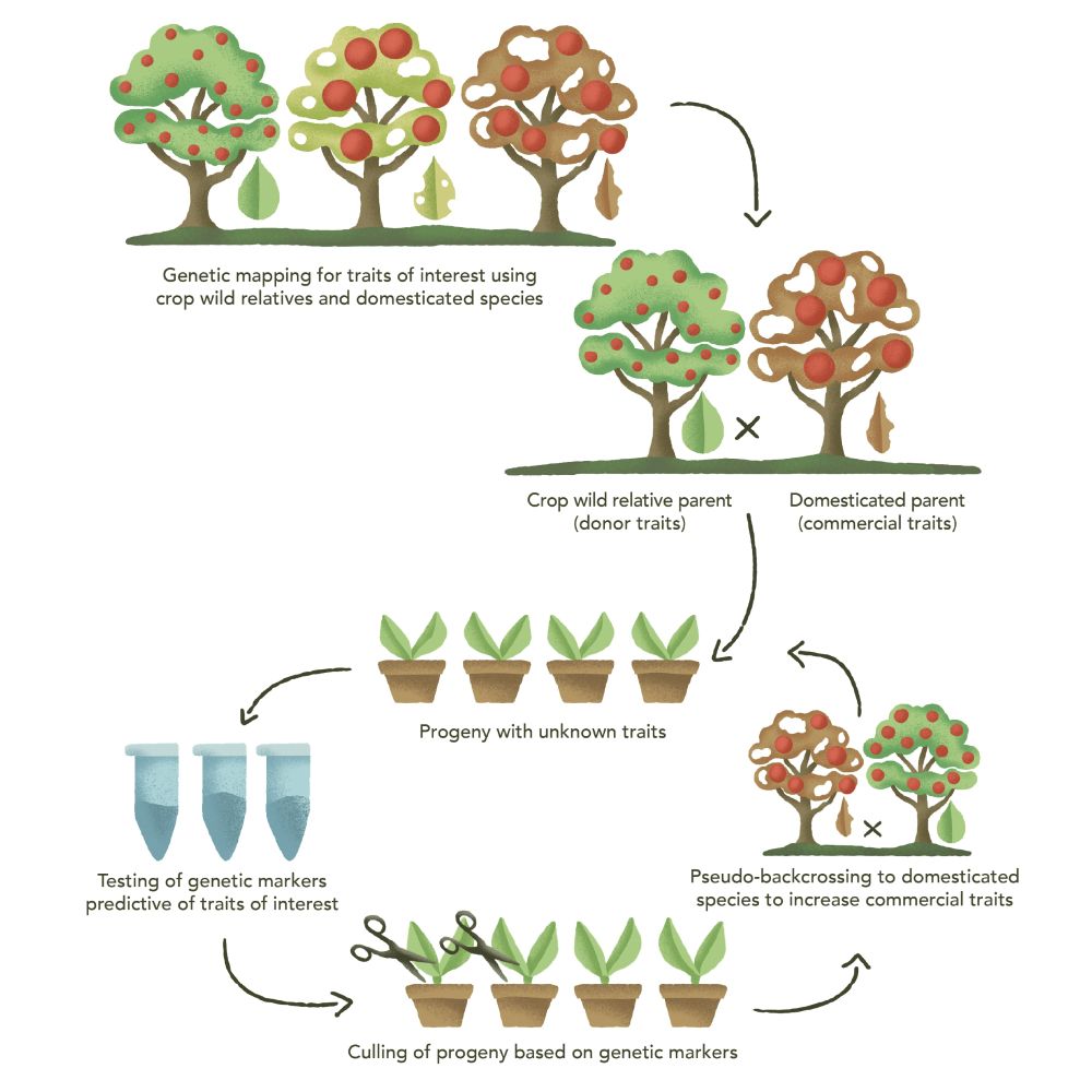 Graphic showing genomics-assisted breeding in perennial fruit crops using crop wild relatives.  (Graphic design by Freya Emery.)