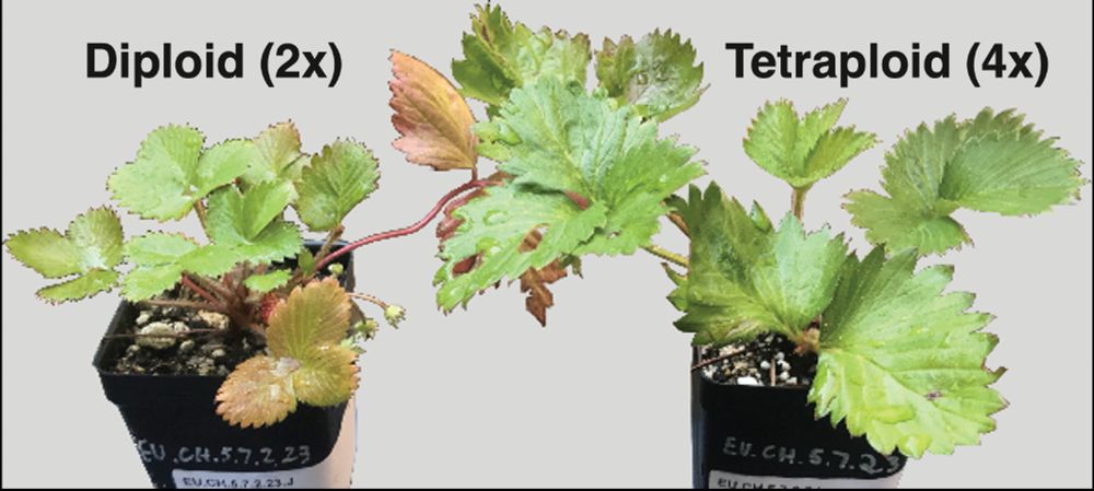Photo of a representative diploid and neopolyploid Fragaria vesca.