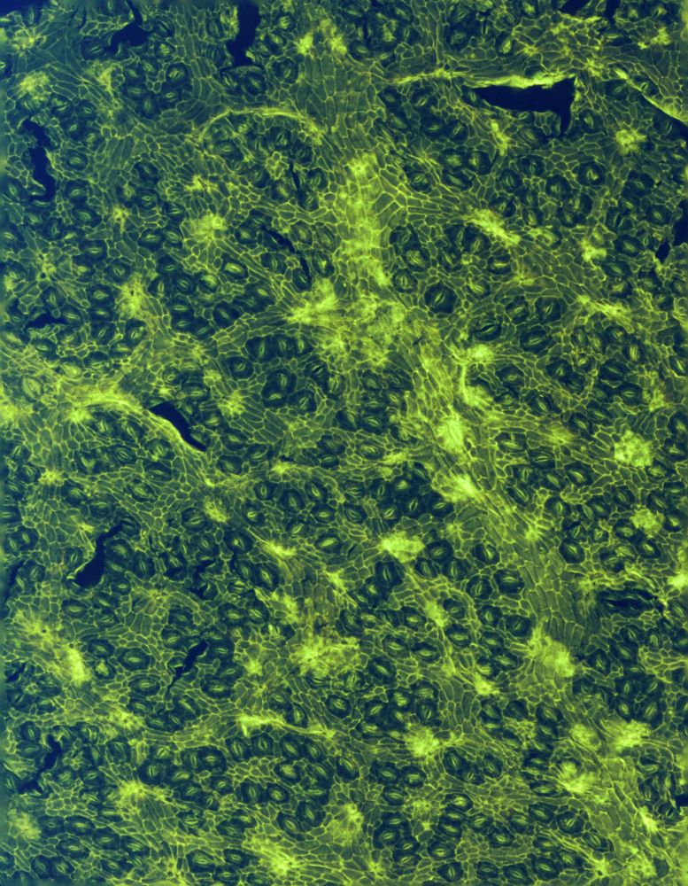 Superbly preserved leaf surface details of the fossil Kapur Paya tree from Borneo, showing individual cells and pores.