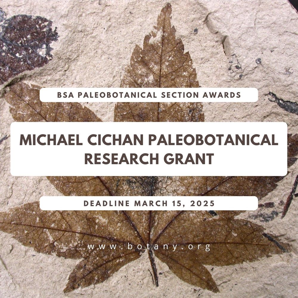 A fossilized leaf imprint is embedded in a textured stone background. Overlaid on the image are bold white banners with black text. The top banner reads “BSA Paleobotanical Section Awards,” the central banner highlights “Michael Cichan Paleobotanical Research Grant,” and the bottom banner displays the application deadline, "March 15, 2025." The website "www.botany.org" is listed at the bottom.
