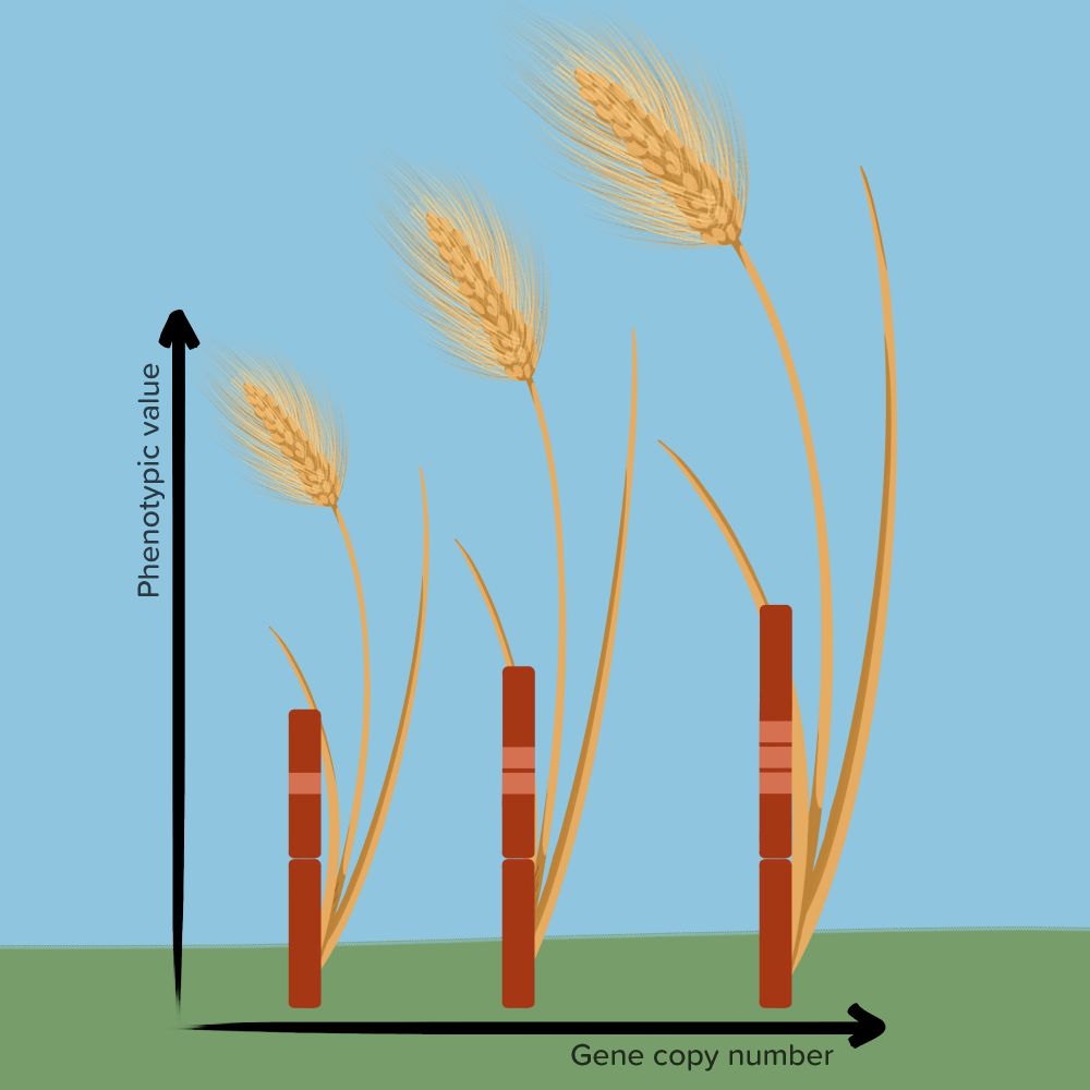 A drawing of three wheat plants of different sizes, each with a stylized chromosome above it. The smallest wheat plant has one copy of a given gene; the middle plant has two copies of that gene; and the largest plant has three copies, which are represented by the clearer bands. The illustration was created by Milena Trabert with input from Freja Lindstedt.