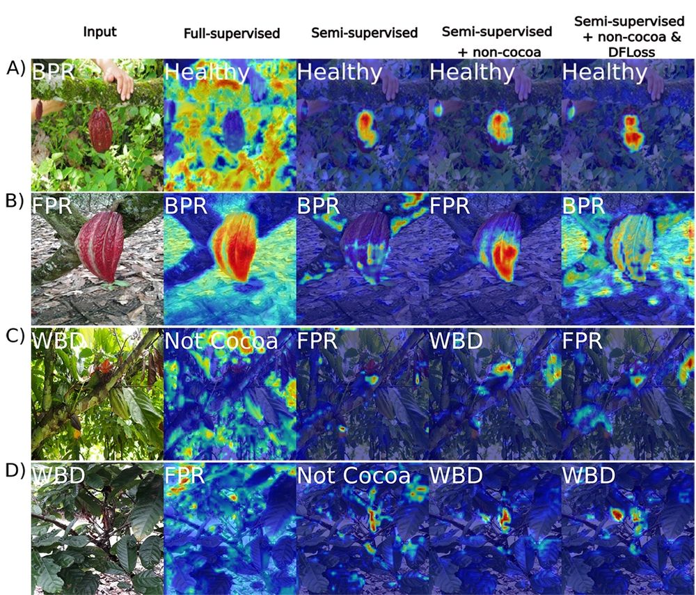 Disease detection of three cocoa diseases using convolutional neural networks. Example Grad-CAM class activation maps with scores for PhytNet trained with four of the model training procedures used in this study. BPR, black pod rot; FPR, frosty pod rot; Healthy, healthy cocoa; WBD, witches' broom disease.