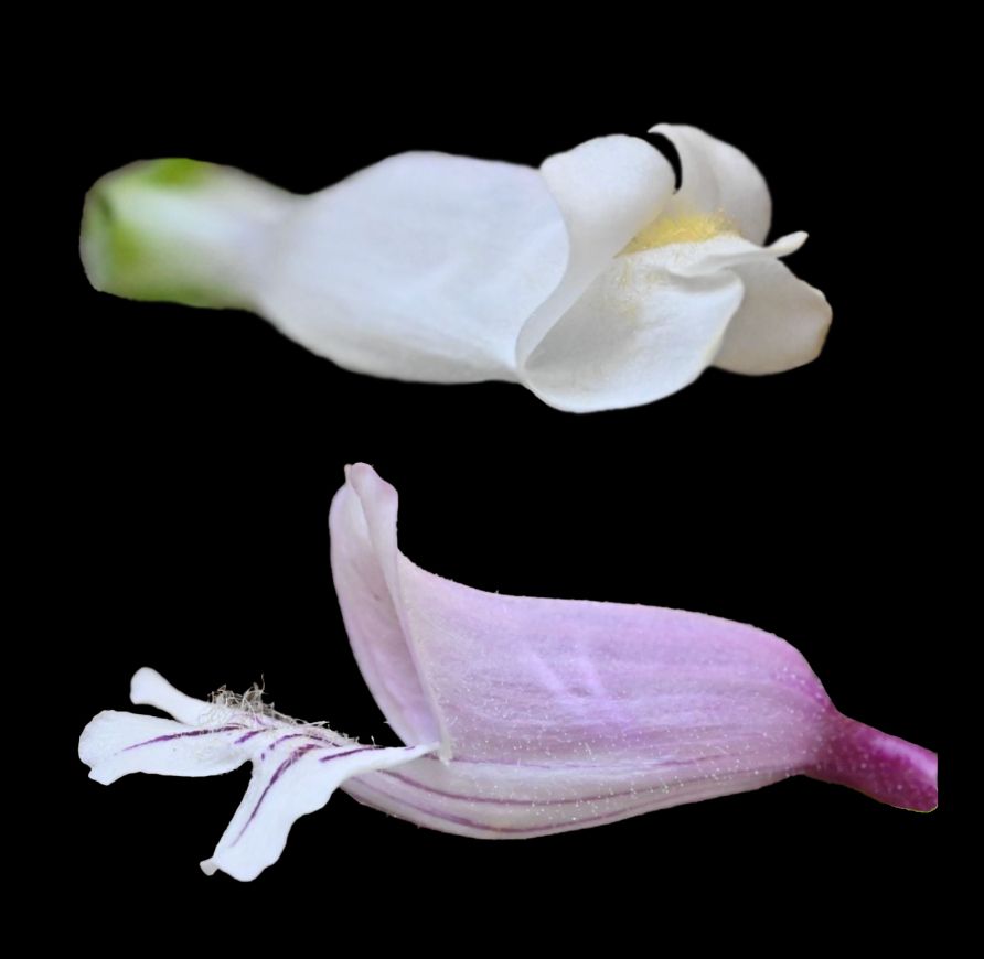 Personate flowered Penstemon hirsutus (top) and a closely related species with open flowers, P. smallii (bottom).