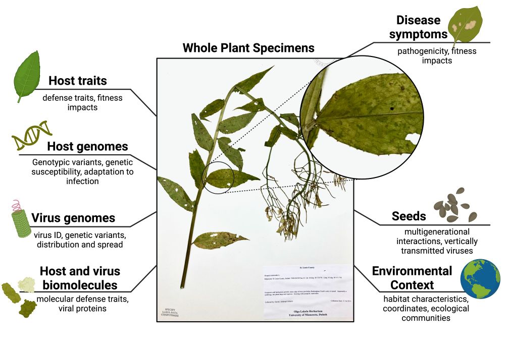 An herbarium specimen with visible mottling due to infection by Turnip mosaic virus. Uses of herbarium specimens for virus research appear with icons.