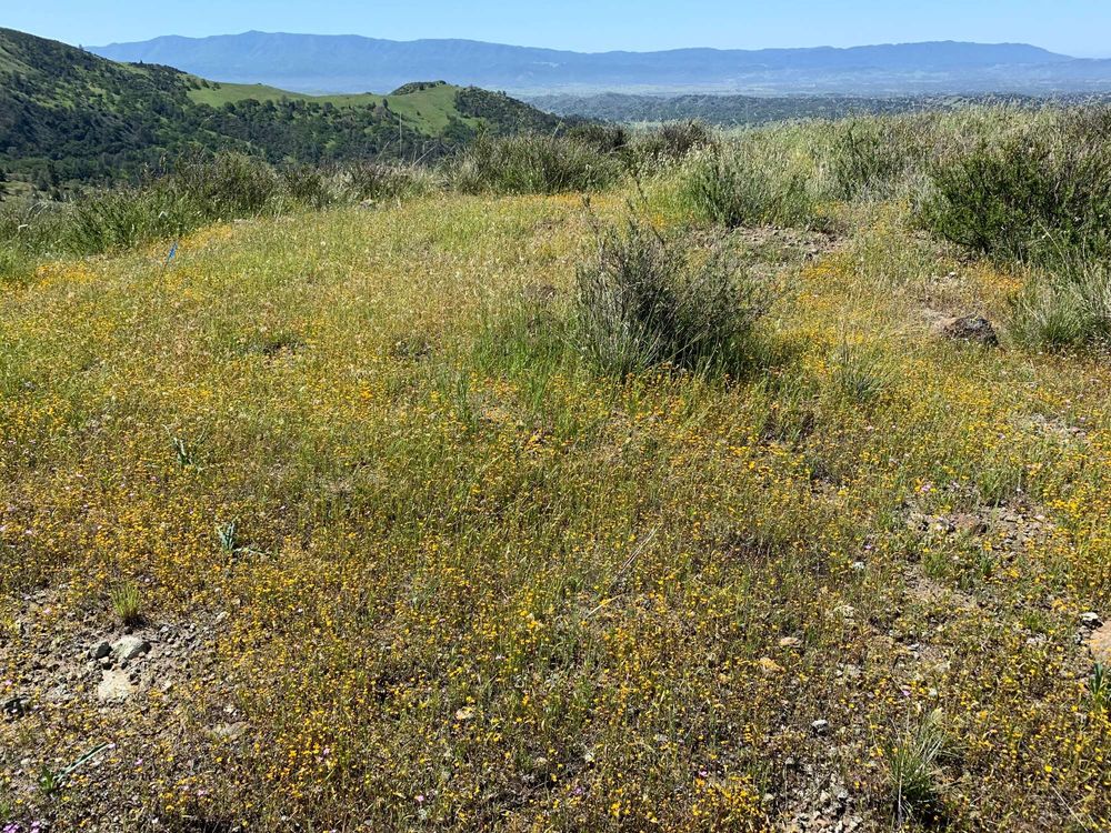 Flowers in bloom in a serpentine grassland.