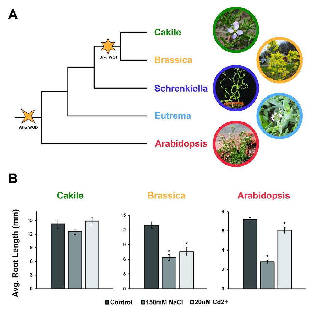 In this image, panel A shows a phylogeny with the five species: Cakile maritima, Brassica rapa, Schrenkiella parvula, Eutrema salsugineum, and Arabidopsis thaliana. In the figure genus names are used to label the tips of the tree, and representative images of the 5 species are shown by the labels. Cakile and Brassica form a clade In addition the phylogeny has a 4-pointed star at the root of the tree representing the At-alpha WGD shared by all 5 species, and a 6-point star on the branch leading to Cakile and Brassica representing the Br-alpha WGT (only shared by Brassica and Cakile). Panel B shows 3 bar graphs depicting results from a stress experiment done with Cakile, Brassica, and and Arabidopsis. The bar graphs depict average root length in mm for control, salt stress(150mM NaCl), and cadmium stress (20uM CdCl2) treatments.