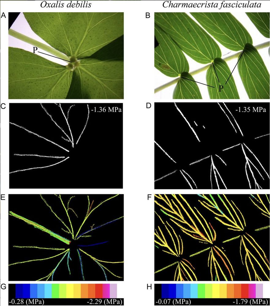 Representative images of an Oxalis debilis (A) and Chamaecrista fasciculata (B), with a black arrow pointing to the pulvini in each respective image. Images of a leaf in which a single embolism event that propagated through the pulvini is shown in color (C and D) with the corresponding water potential at which the embolism events occurred. All embolism events across the leaf were color-coded by the water potential at which they were observed (E and F). For each species, a color scale (G and H) depicting the water potential with each embolism event that occurred is shown below the corresponding image.