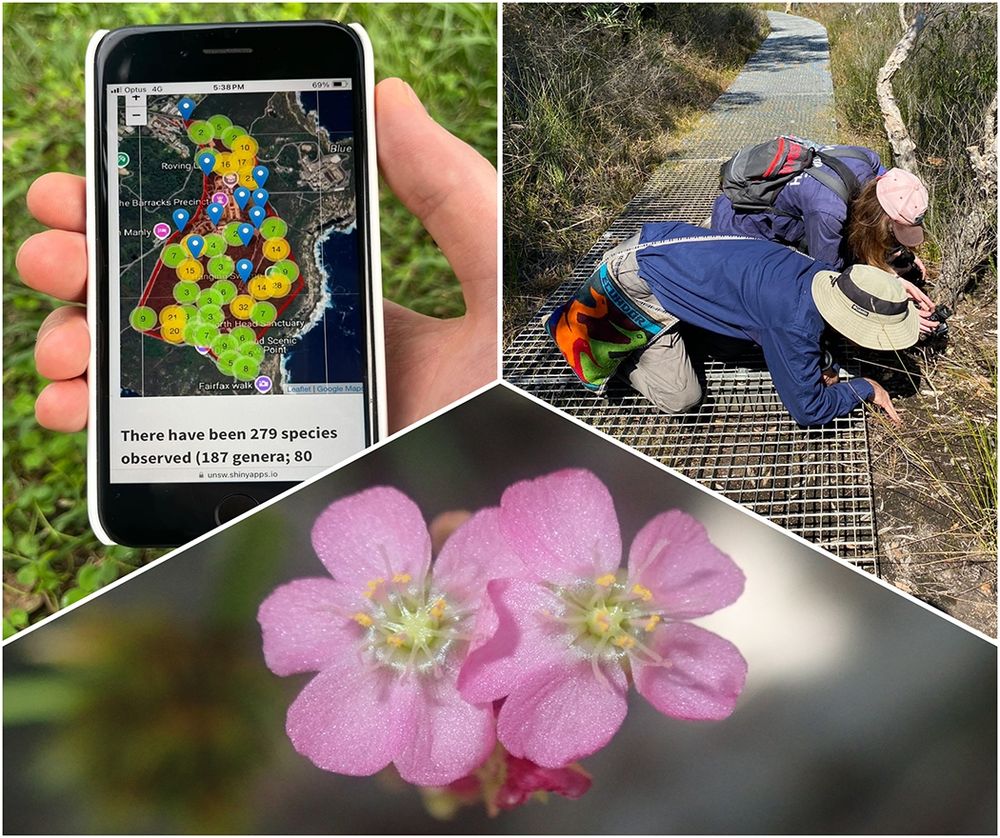 Mosaic of three images. Top left, someone holding a mobile phone using the infinitylists Shiny app. Top right, two botanists on a boardwalk in a Melaleuca swamp in northern Sydney, looking closely at a small plant on the ground. Bottom, pink flowers from a rosy sundew (Drosera spatulata).  Photo credits (clockwise from top left): Kate Mesaglio, Hervé Sauquet, Thomas Mesaglio