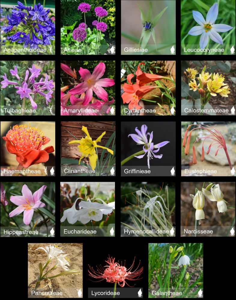 Members of each Amaryllidaceae tribe, showing examples of morphological variation across the family. Photos belong to Zoë Dennehy-Carr, Alastair Culham, and John David, except for Calostemmateae.