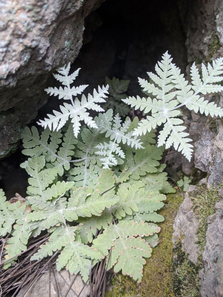 Photo of a silverback fern (Pentagramma pallida, Pteridaceae) growing amongst basaltic boulders at Table Mountain, Tuolumne County, California, USA.