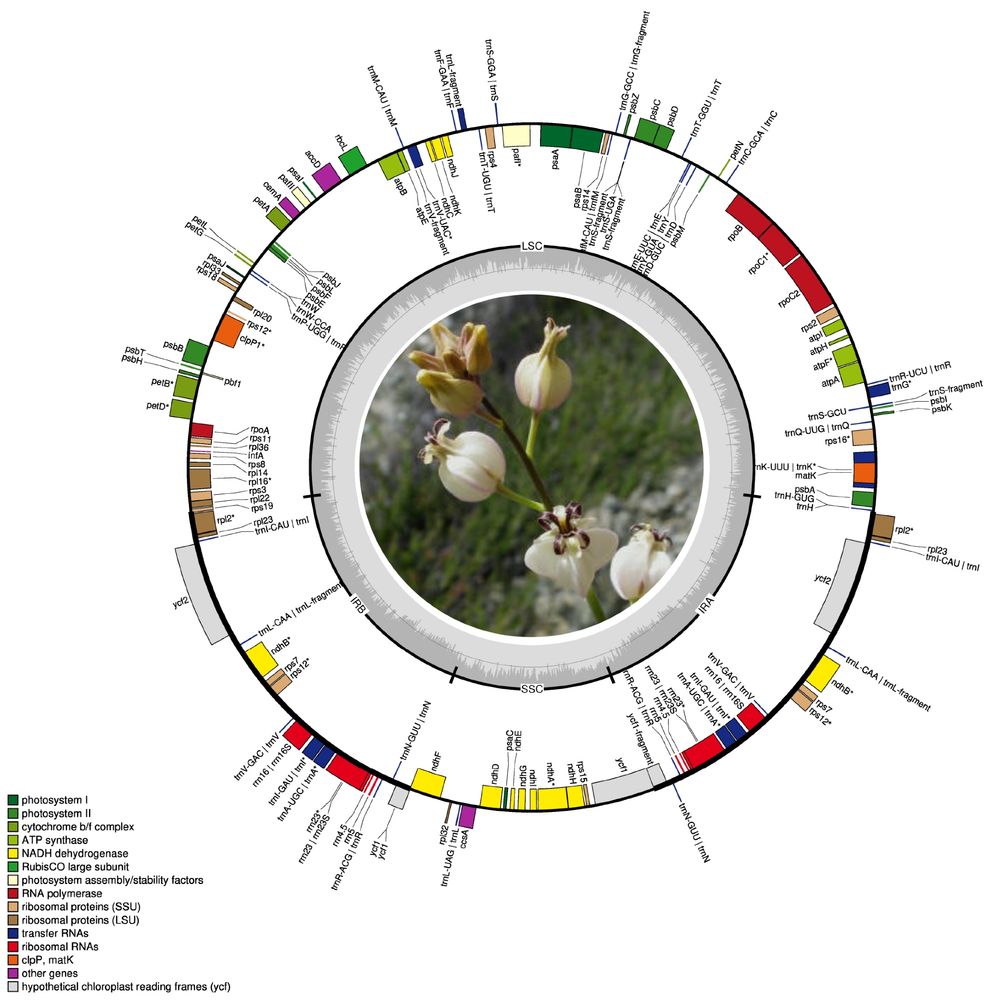 Caulanthus amplexicaulis var. barbarae circular plastid genome map. 