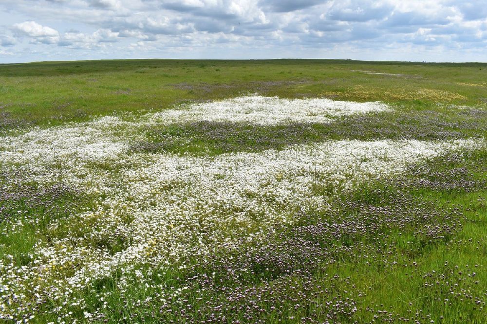 Flowering Limnanthes douglasii ssp. rosea and Trifolium variegatum within a vernal pool on the Merced Vernal Pools & Grassland Reserve. 