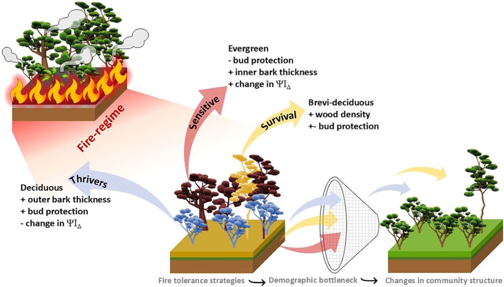 How do trees survive fire at the Amazon-Cerrado transition? This graphical abstract reveals how different strategies, like thicker bark, bud protection, and water use efficiency help species survive (or not) in fire-affected areas. The study findings show that fire not only selects the most resilient trees but also reshapes the entire community structure over time.