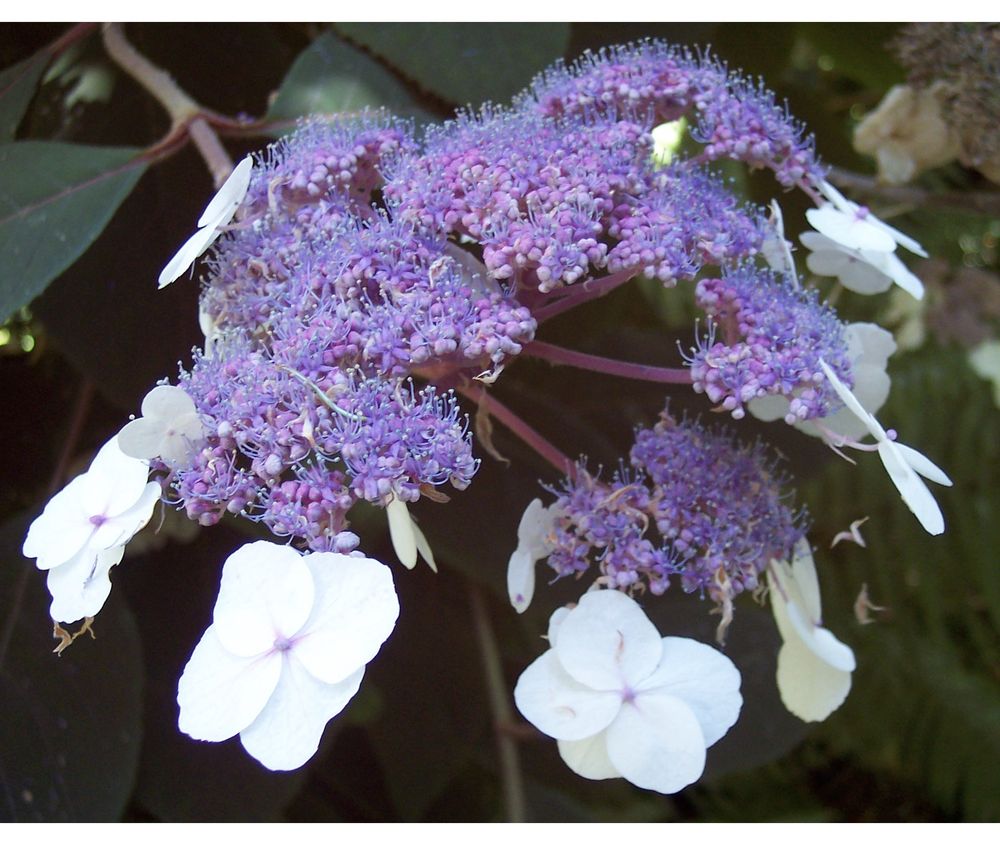 Hydrangea aspera Buch.-Ham. ex D.Don (Hydrangeaceae) is a shrub indigenous to the mesic areas in Asia.  In their study, Schenk et al. determined that Hydrangeaceae underwent three significant shifts toward increased diversification rates, although H. aspera was not part of the radiations.  A similar pattern of three significant shifts toward increased diversification rates were also identified in Loasaceae.  Although an ecological transition accompanied by a speciation rate increase was noted in a clade of Philadelphus (Hydrangeaceae), and a biogeographic transition occurred with an increased speciation shift in a clade of Deutzia (Hydrangeaceae), the only clade that exhibits a phylogenetic pattern consistent with ecological opportunity was Mentzelia section Bartonia (Loasaceae), which diversified in Mesoamerica where the two families originated.  Photo by J. Schenk. 