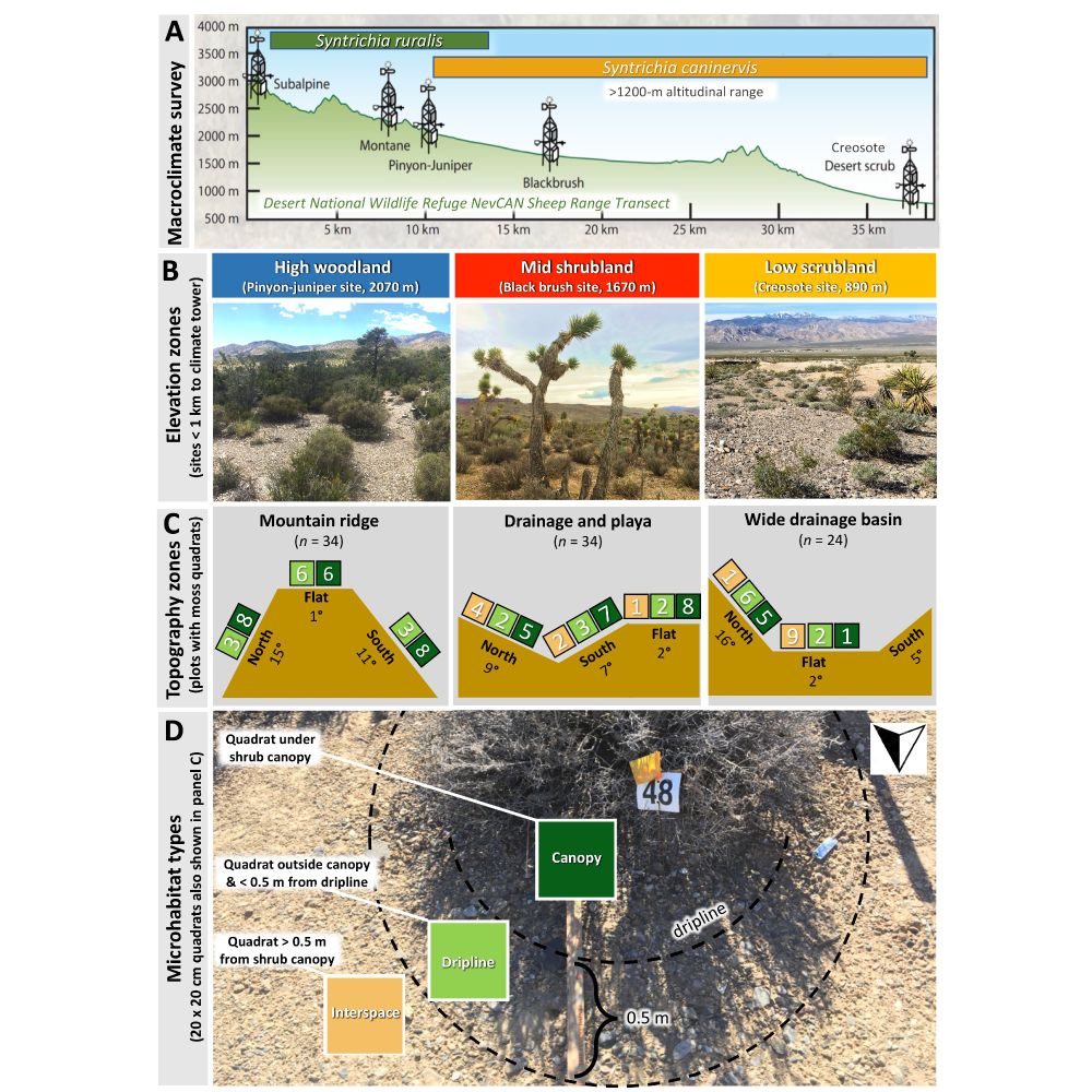 A four-part graphic: (A) Elevations (m a.s.l.) surveyed for Syntrichia caninervis in the Sheep Range of the Mojave Desert National Wildlife Refuge (DNWR). EPSCoR-NevCAN climate towers are shown at each elevation zone site. Final sample of 92 microsites (20 × 20 cm quadrats enumerated in (C) spanned three aridity exposure gradients: (B) elevation zones, (C) topography zones (northerly, southerly, or flat transects), and (D) microhabitat shade types. For each topography zone in (C), the slope and microhabitat frequency are shown, and missing squares indicate S. caninervis was not found for a given zone or microhabitat type.