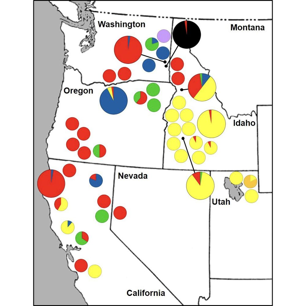 Map showing the distribution of the seven homozygous multilocus genotypes (MLGs) detected within and among the 46 invasive populations of Taeniatherum caput‐medusae subsp. asperum from the western United States. 