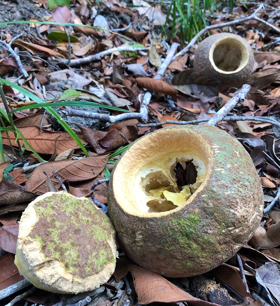 The fruit of the towering tree locally known as sapucaia (Lecythis pisonis Cambess.) on the forest floor of the Atlantic Forest of Parque Nacional do Descobrimento, in southern Bahia, Brazil. Photo by Flávia Rosa