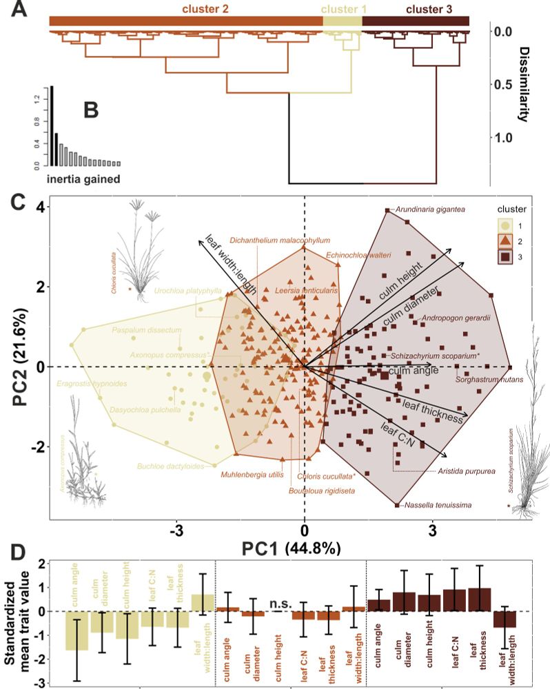 Functional strategies of 337 native Texas grasses in relation to grazing and fire.