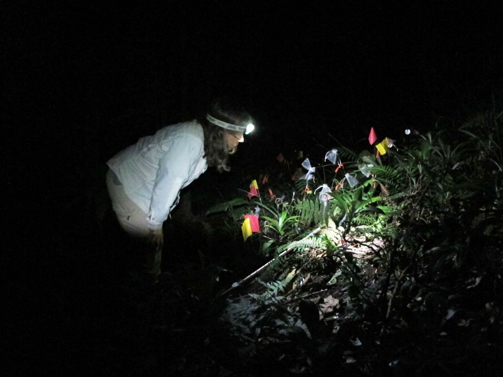 Diane Campbell watches for moths by headlamp in an outplanting of the endangered Hawaiian plant Schiedea kaalae. (Photo credit: Ann Sakai.)