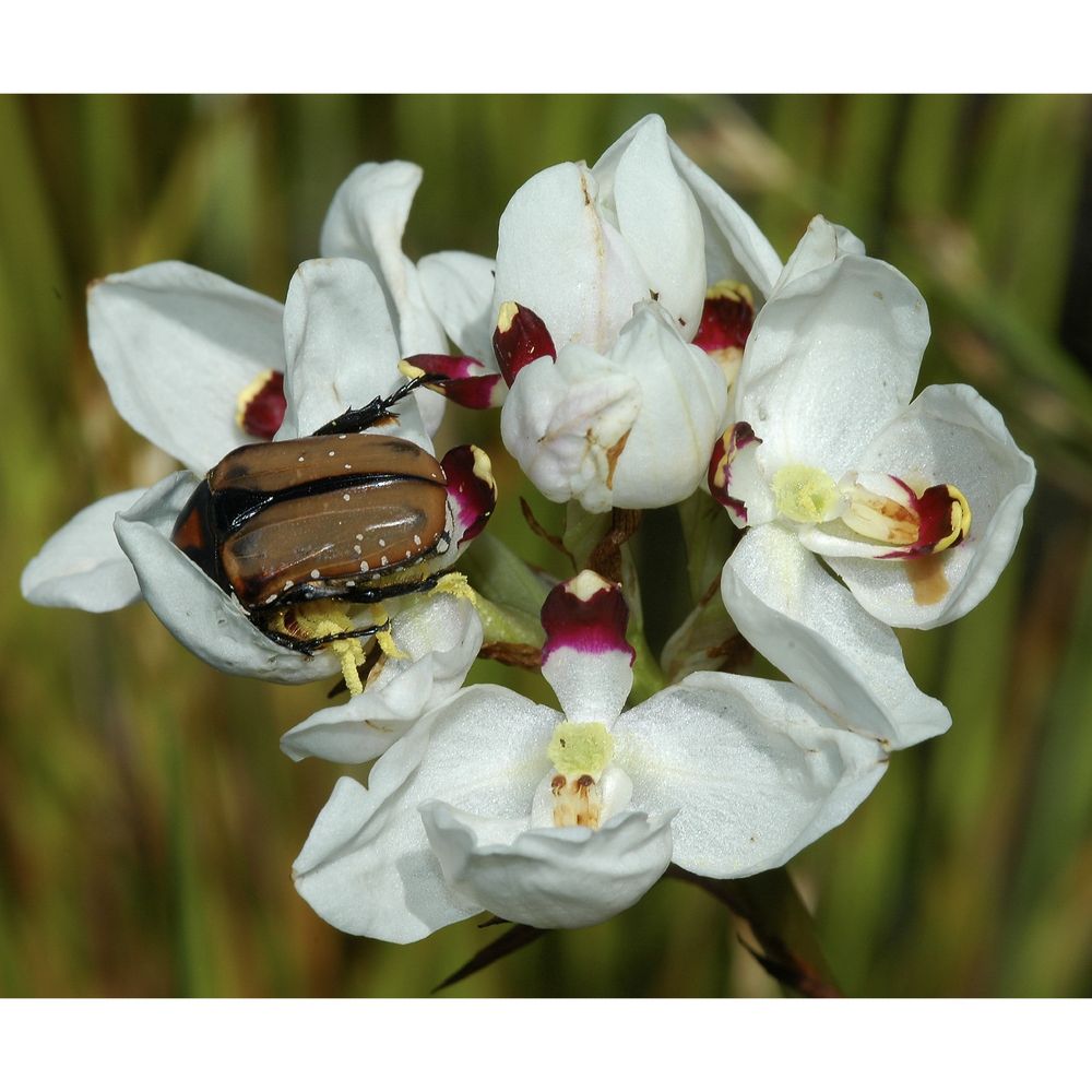 The upward-facing and scented flowers of the rare South African orchid Disa elegans form a landing platform, which is used by large fruit chafer beetles that consume very dilute nectar secreted on the surface of the purple tips of the petals. The beetles are highly effective pollinators which carry pollinaria of the orchid on the underside of their thorax. Photo: Steve Johnson.