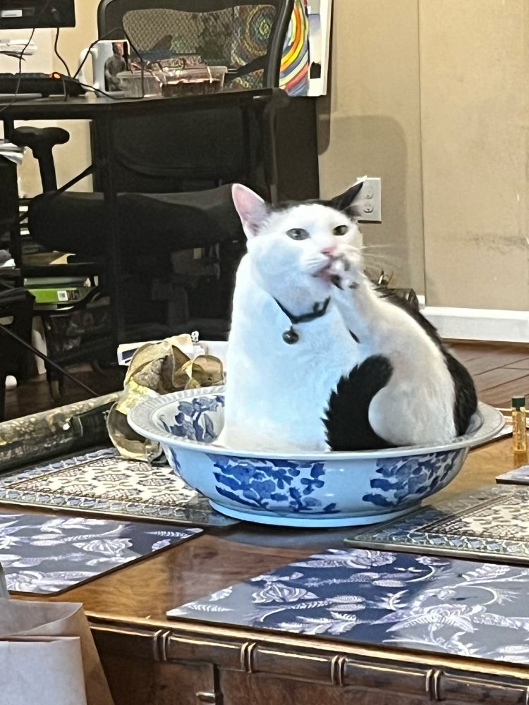 A black and white cat sitting in a large chest chinoiserie bowl, his back foot is in his mouth. 